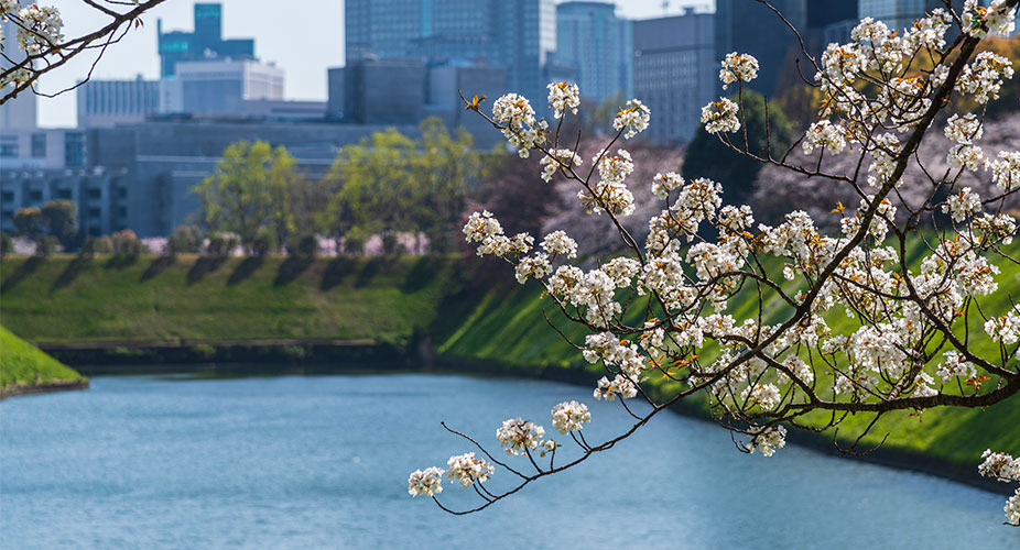 江戸城跡地にある皇居の桜